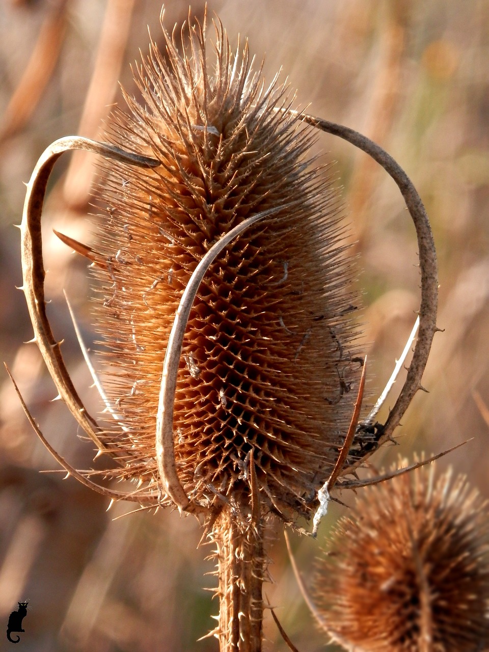 Image - thistle arid drying plant autumn