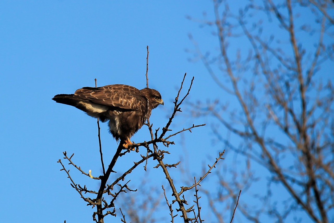 Image - buzzard bird hawk bird of prey