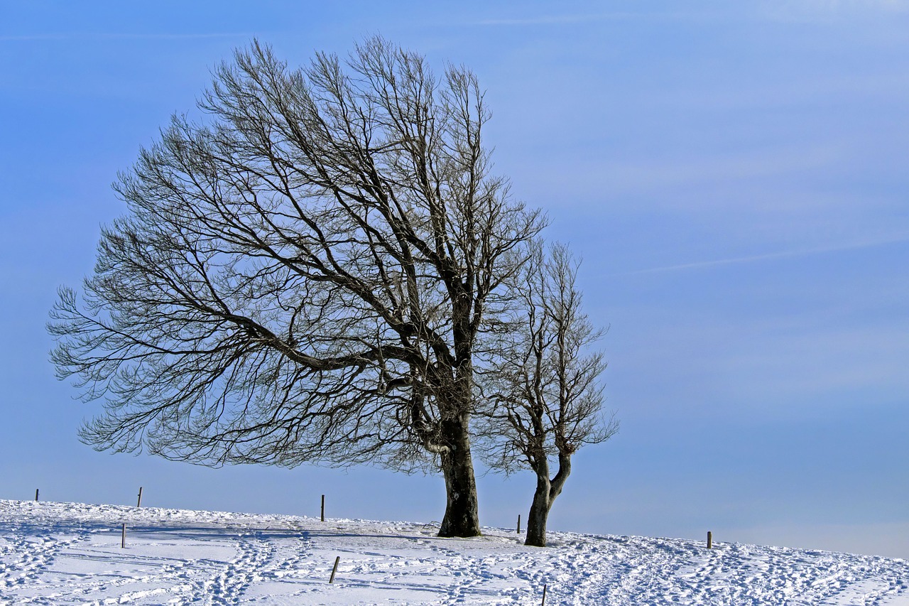 Image - wintry tree beech wind buche