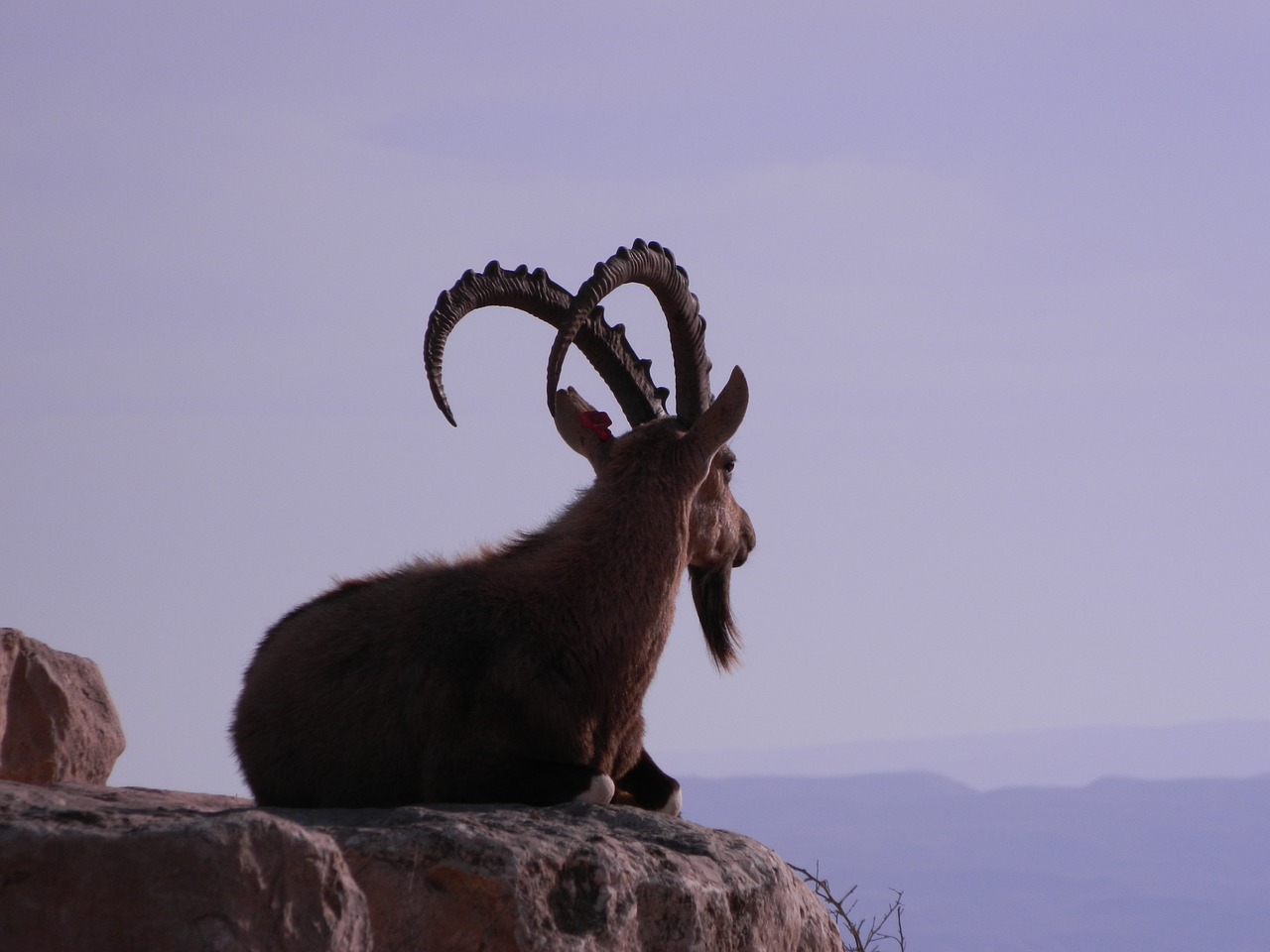 Image - desert nature horizontal life wild