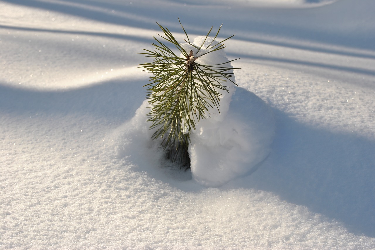 Image - snow sun young spruce snowdrift