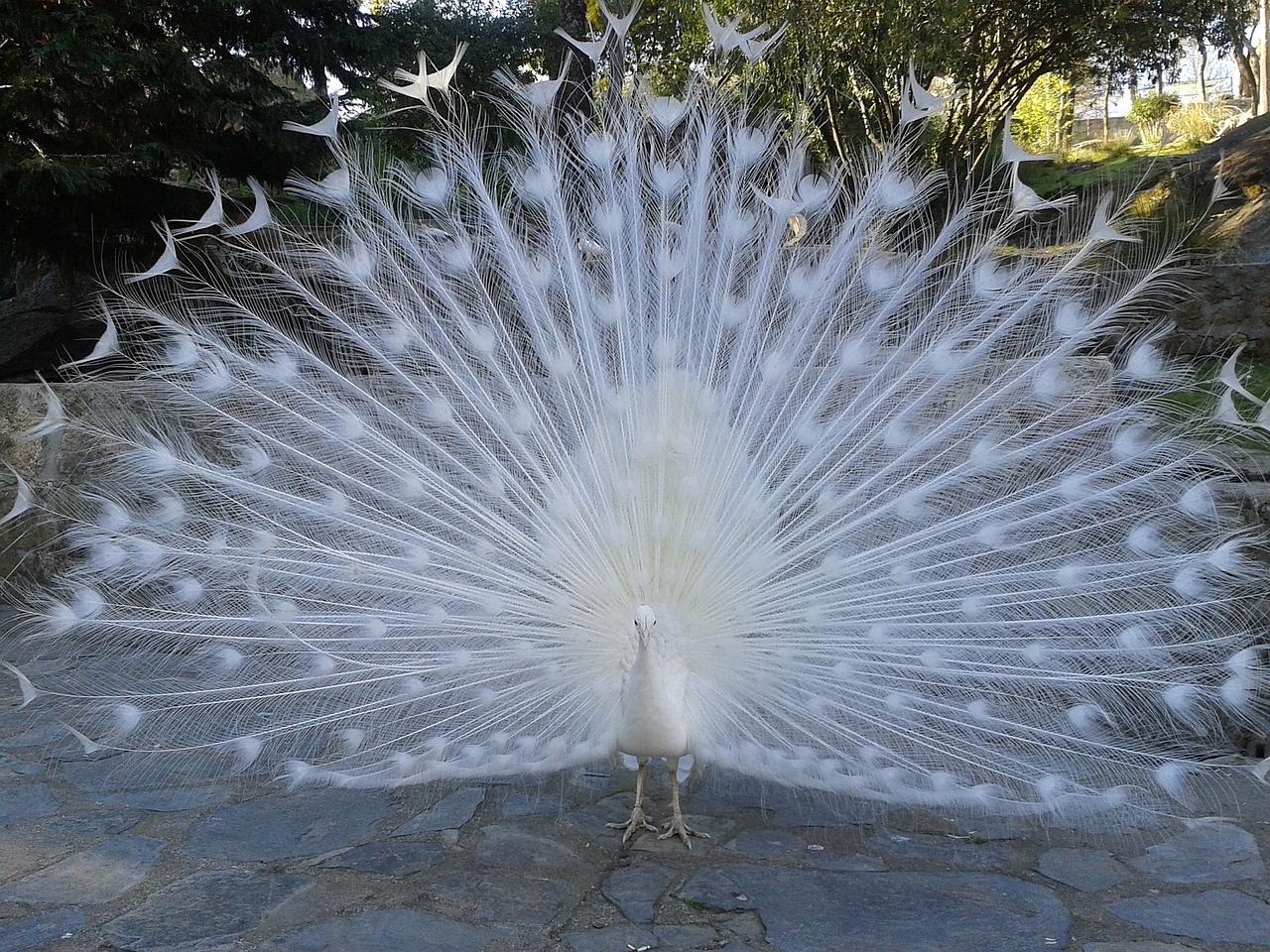 Image - peacock white courtship ave