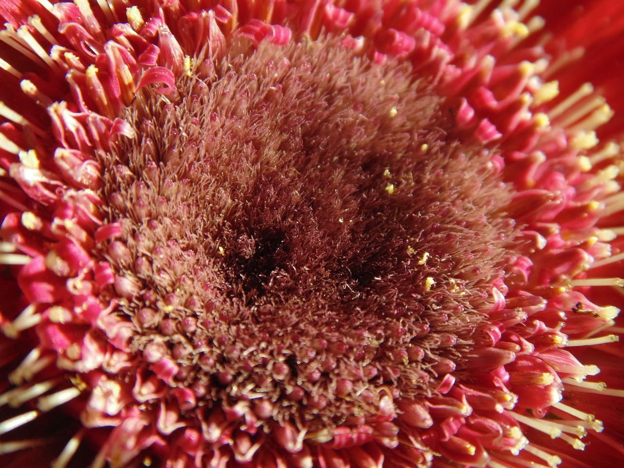 Image - gerbera flower stamens pollen