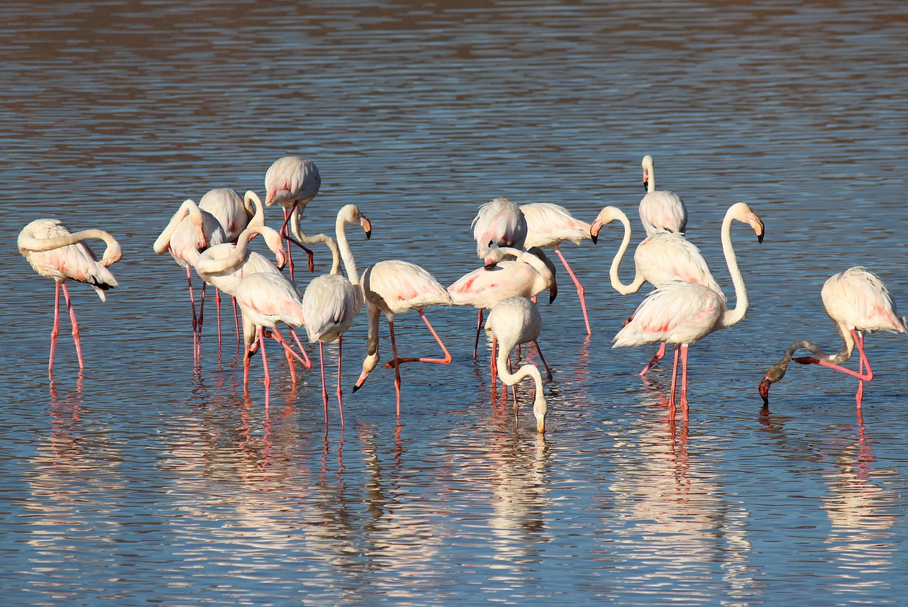 Image - flamingo bird pink beak