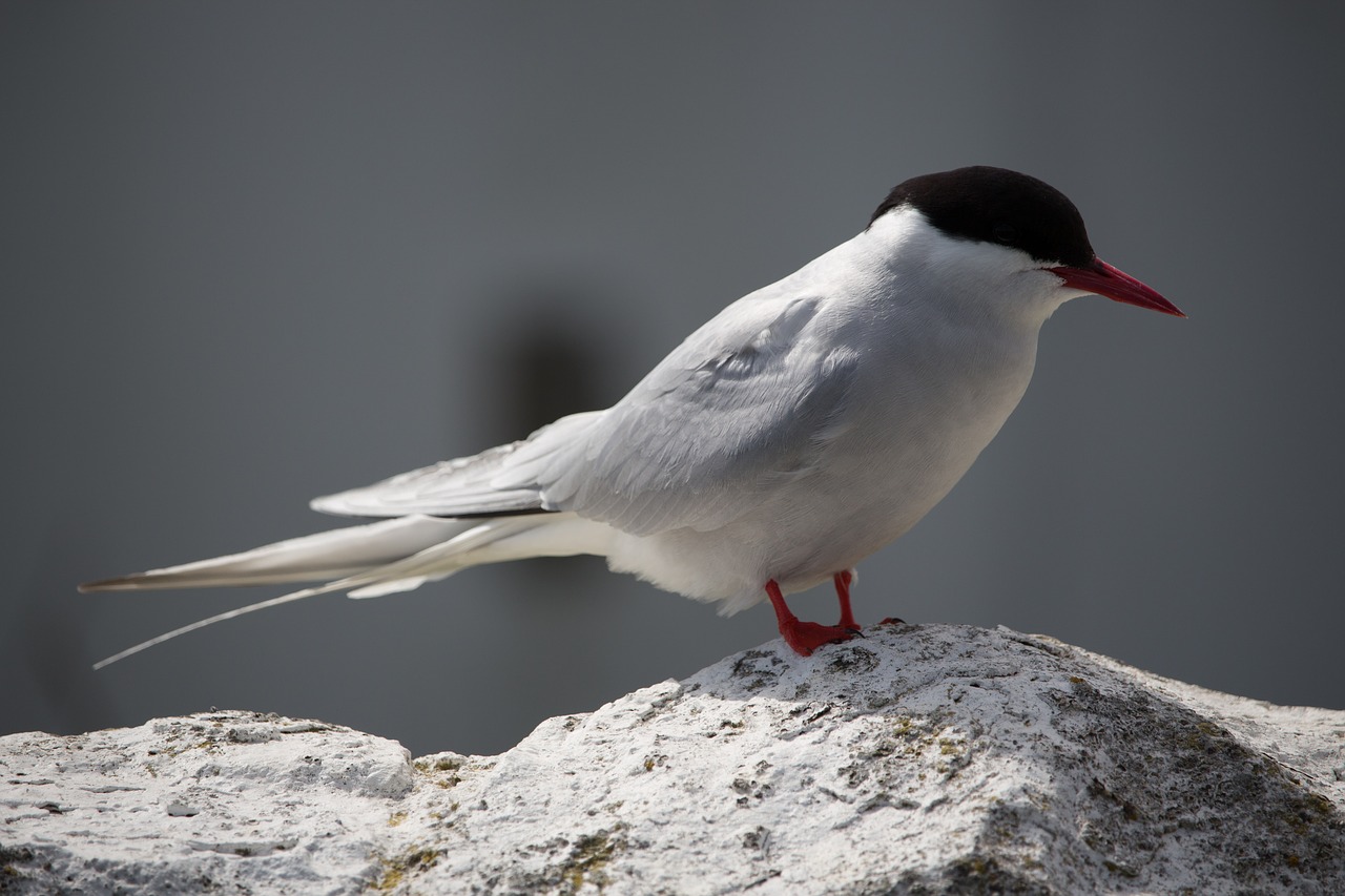 Image - arctic tern farne seabird tern