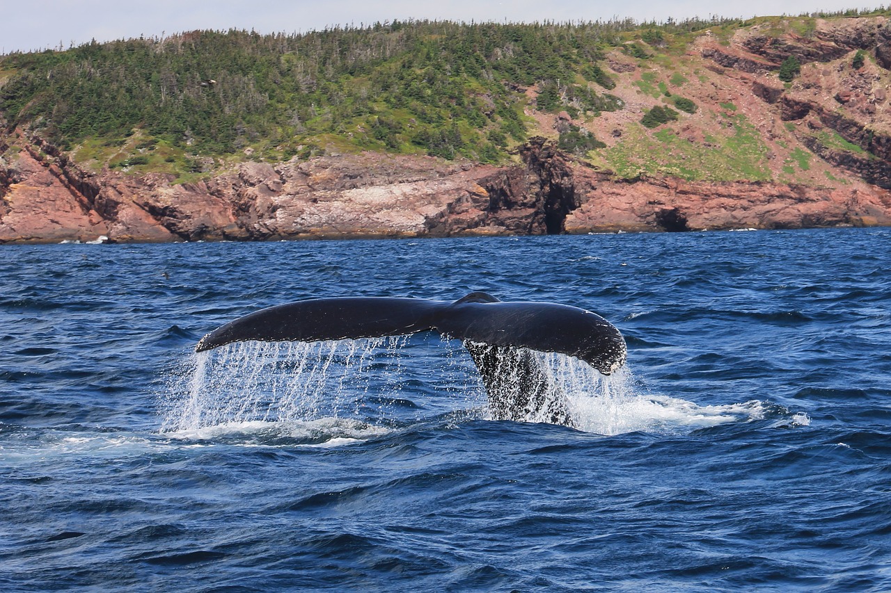 Image - whale humpback mammal baybulls