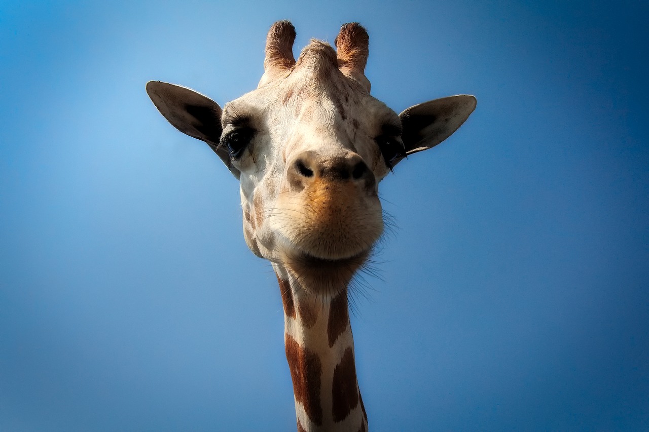 Image - giraffe animal wildlife closeup