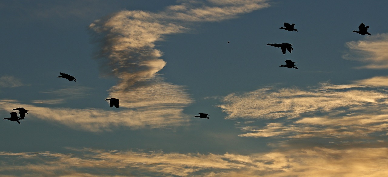 Image - sunset sun ducks silhouette