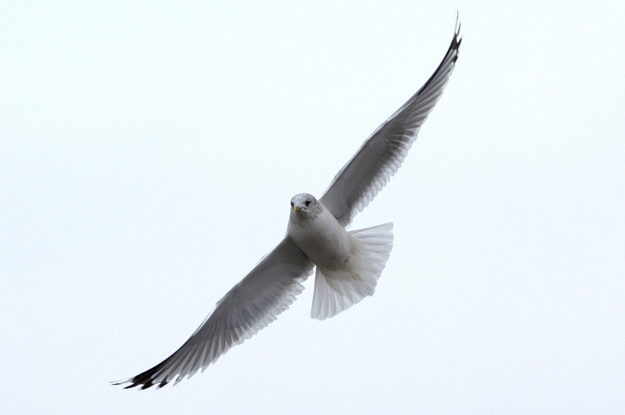 Image - herring gull seagull larus bird