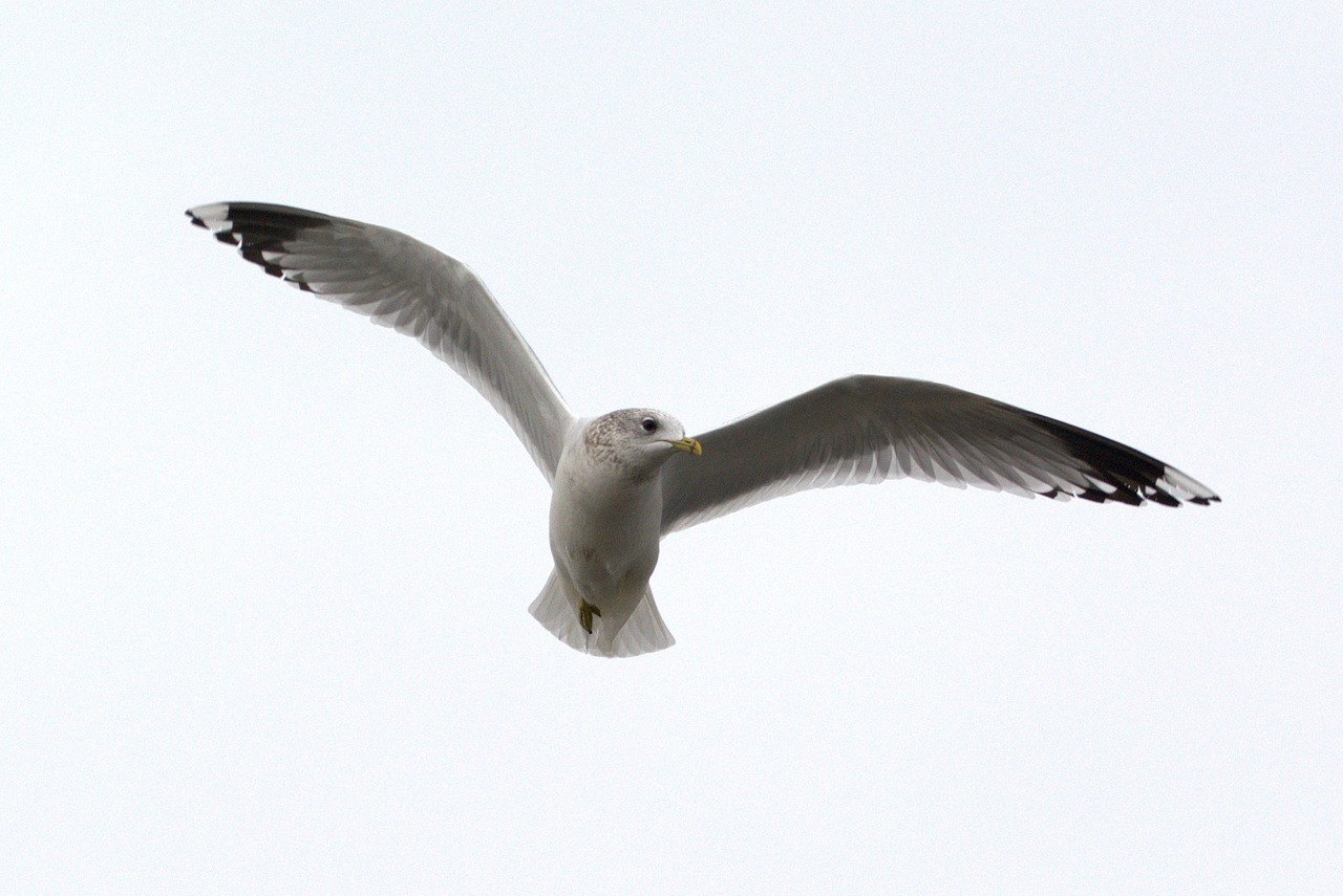 Image - herring gull seagull larus bird