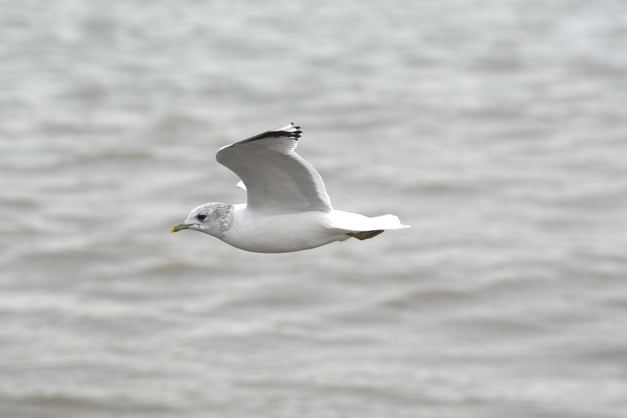 Image - herring gull seagull larus bird