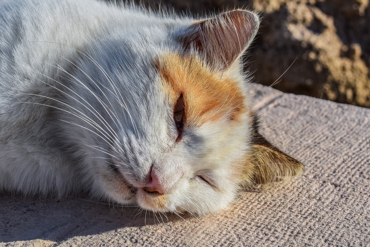 Image - cat stray lazy enjoying sunshine