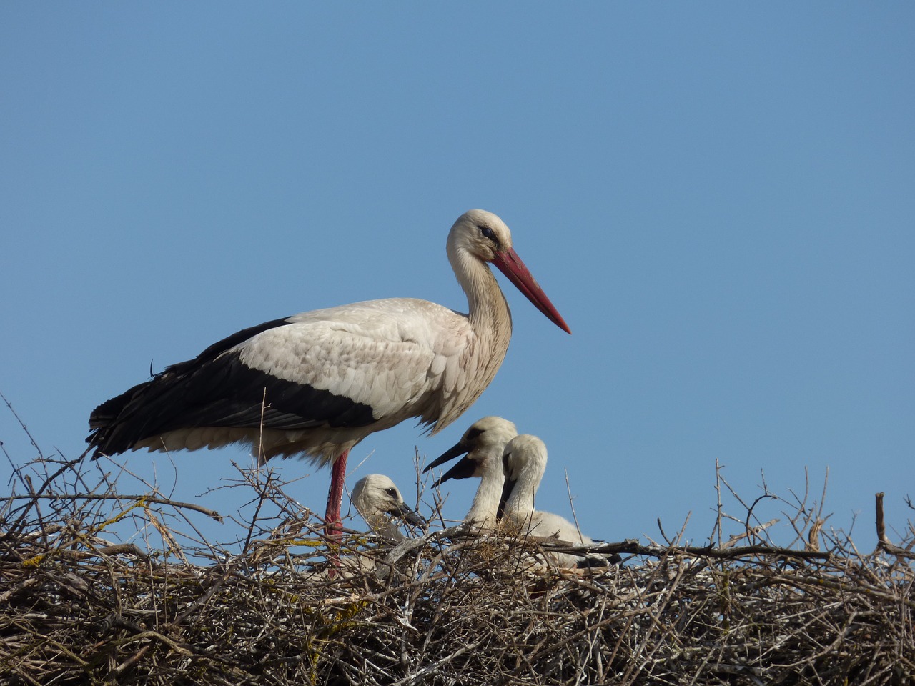 Image - stork animal bird nest wild