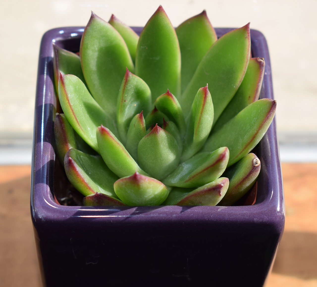 Image - succulent in purple pot