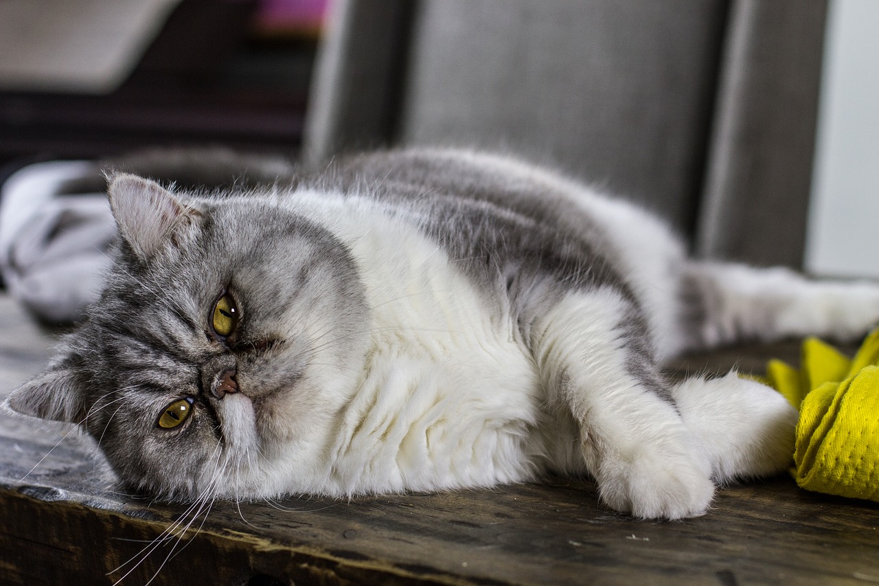 Image - cat kitty kitten desk lazy fat