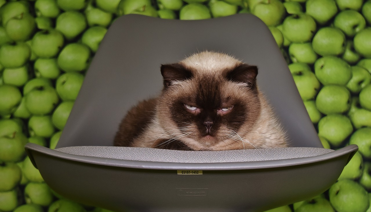 Image - chair cat concerns tired