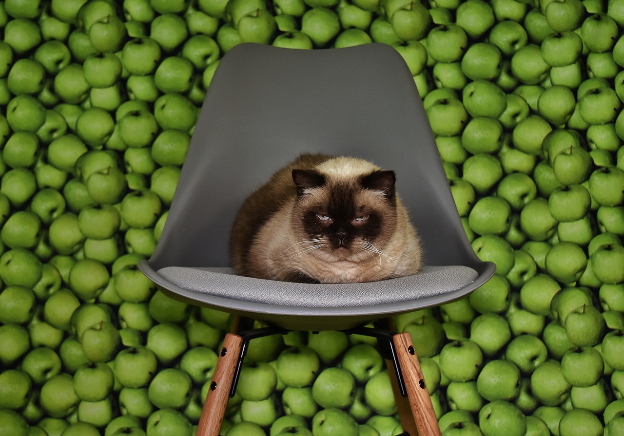 Image - cat chair concerns tired