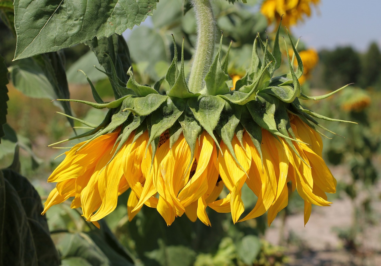 Image - sunflower head wilted field yellow