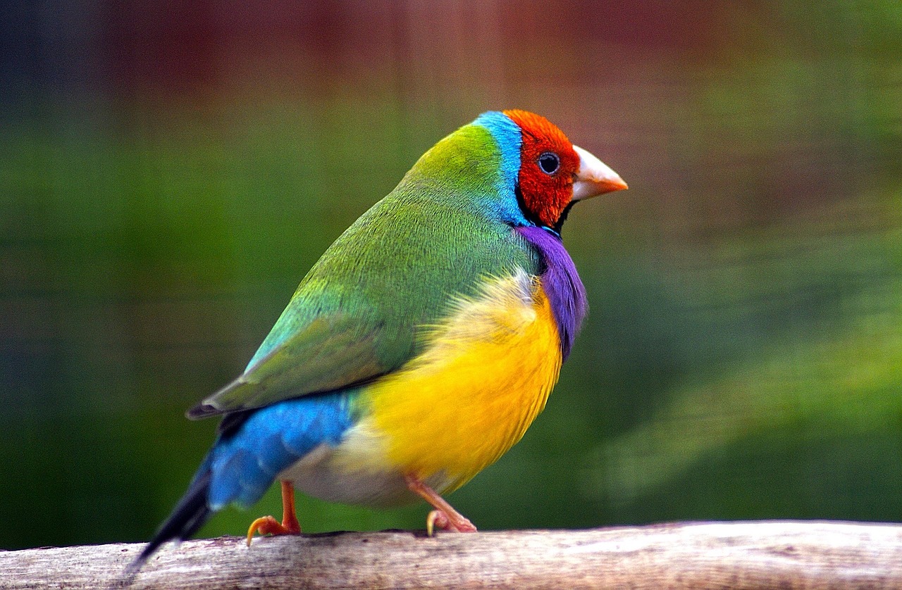 Image - gouldian finch bird wildlife nature