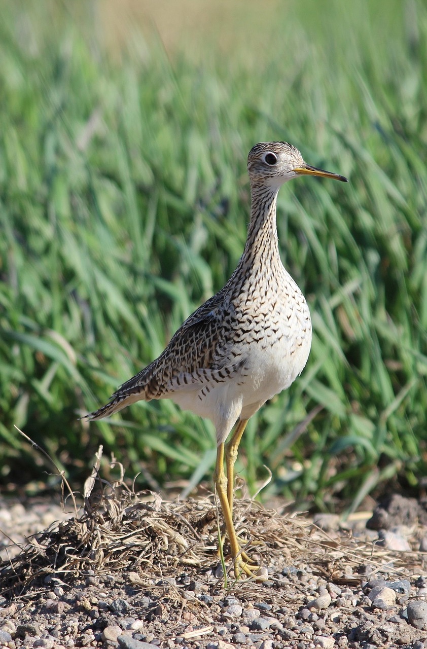 Image - upland sandpiper bird beak wildlife