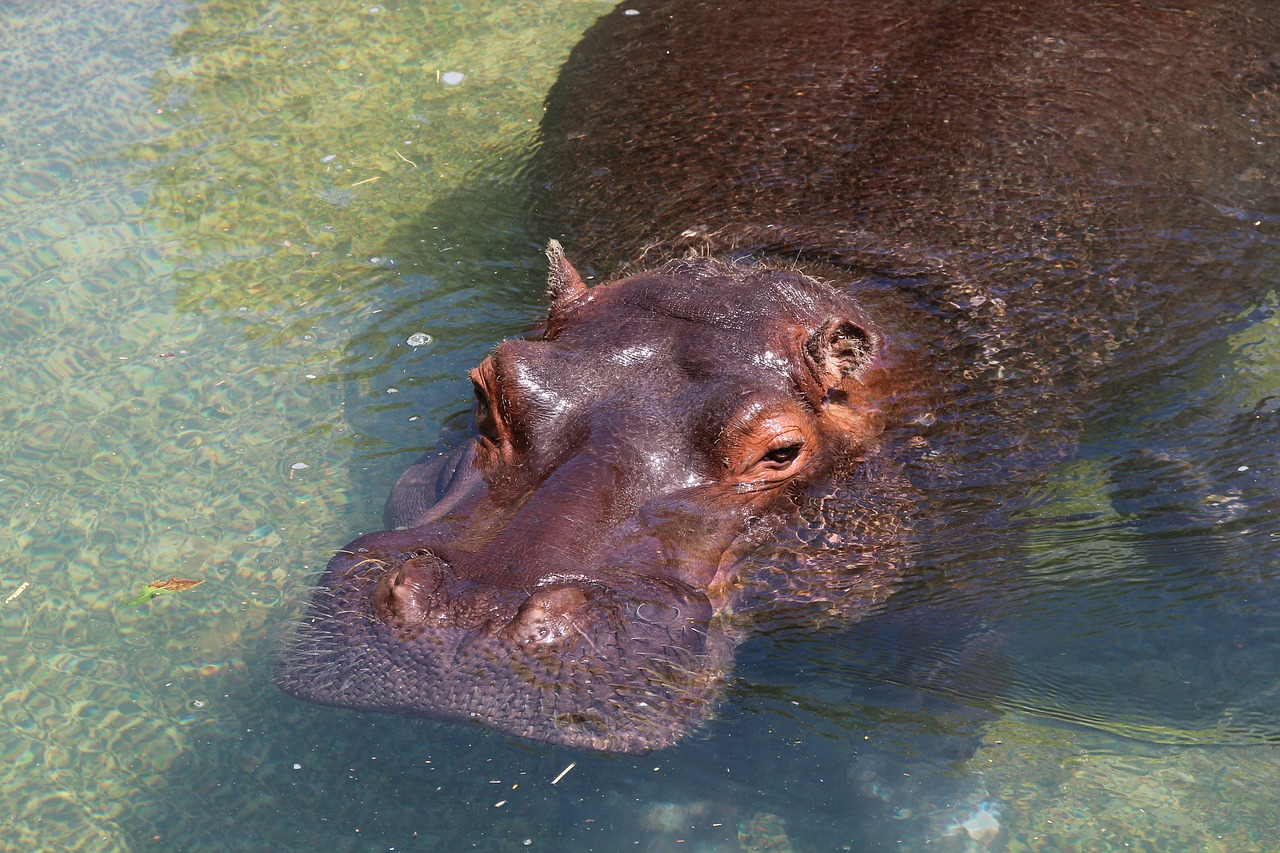 Image - hippopotamus hippo herbivores rest