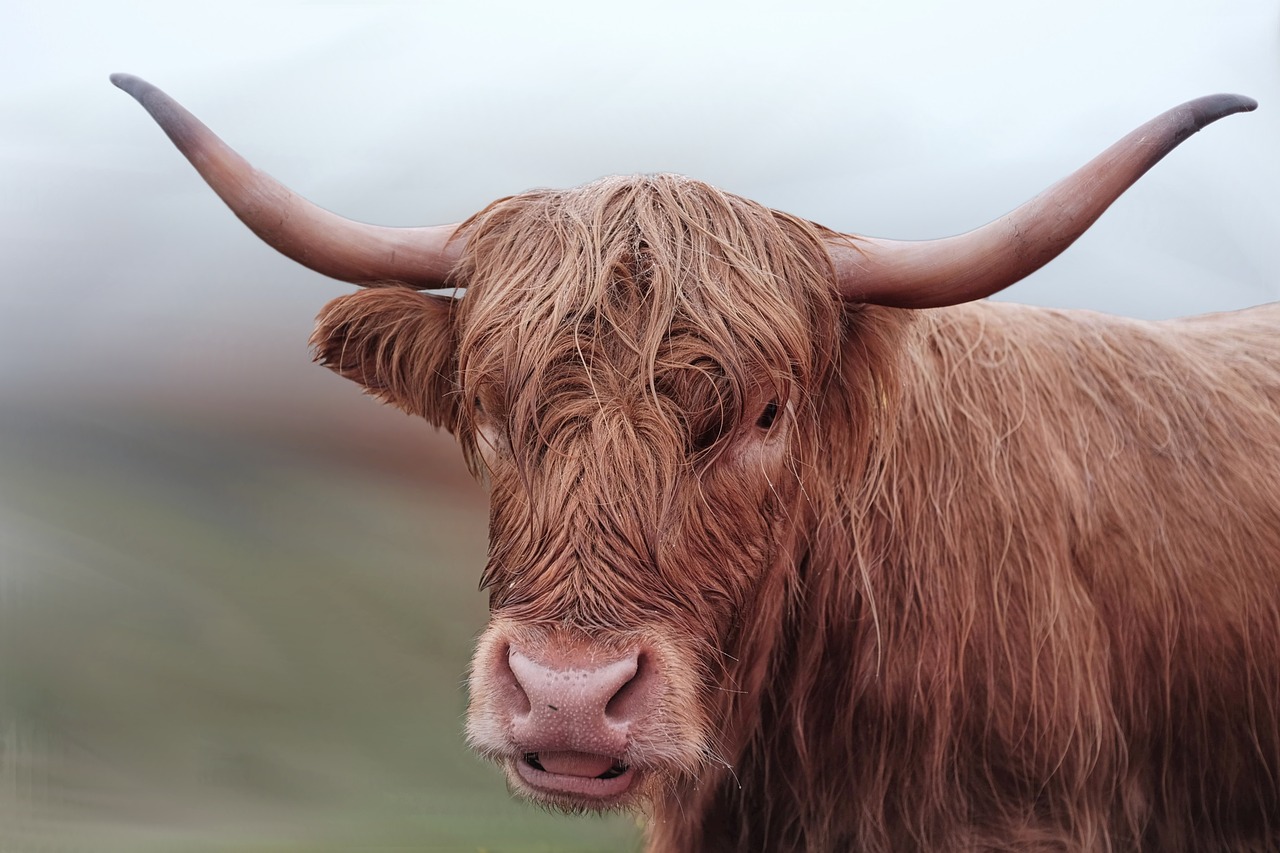 Image - beef cow long horn brown horns