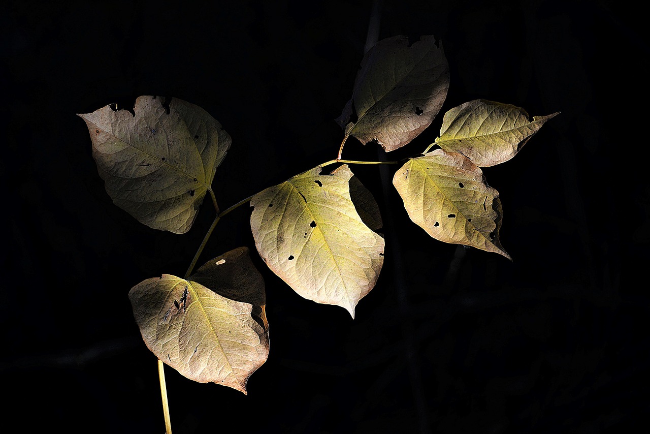 Image - autumn leaves shadow twilight mood
