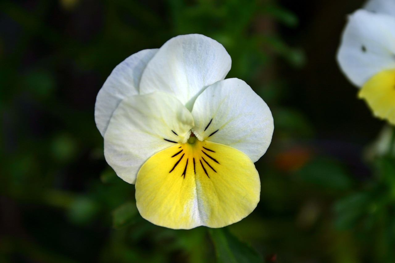 Image - pansy yellow white blossom bloom