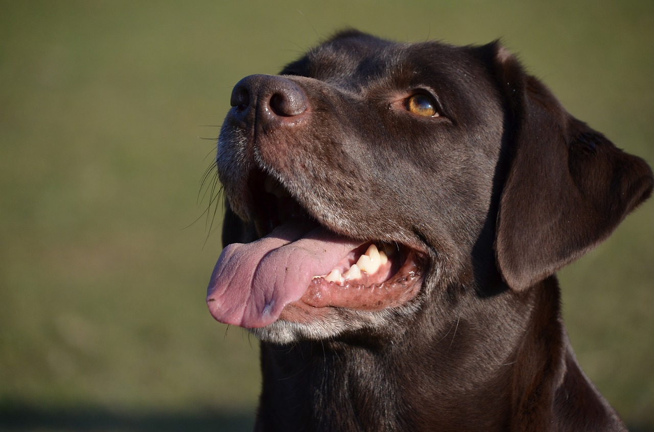 Image - dog happy face labrador smile