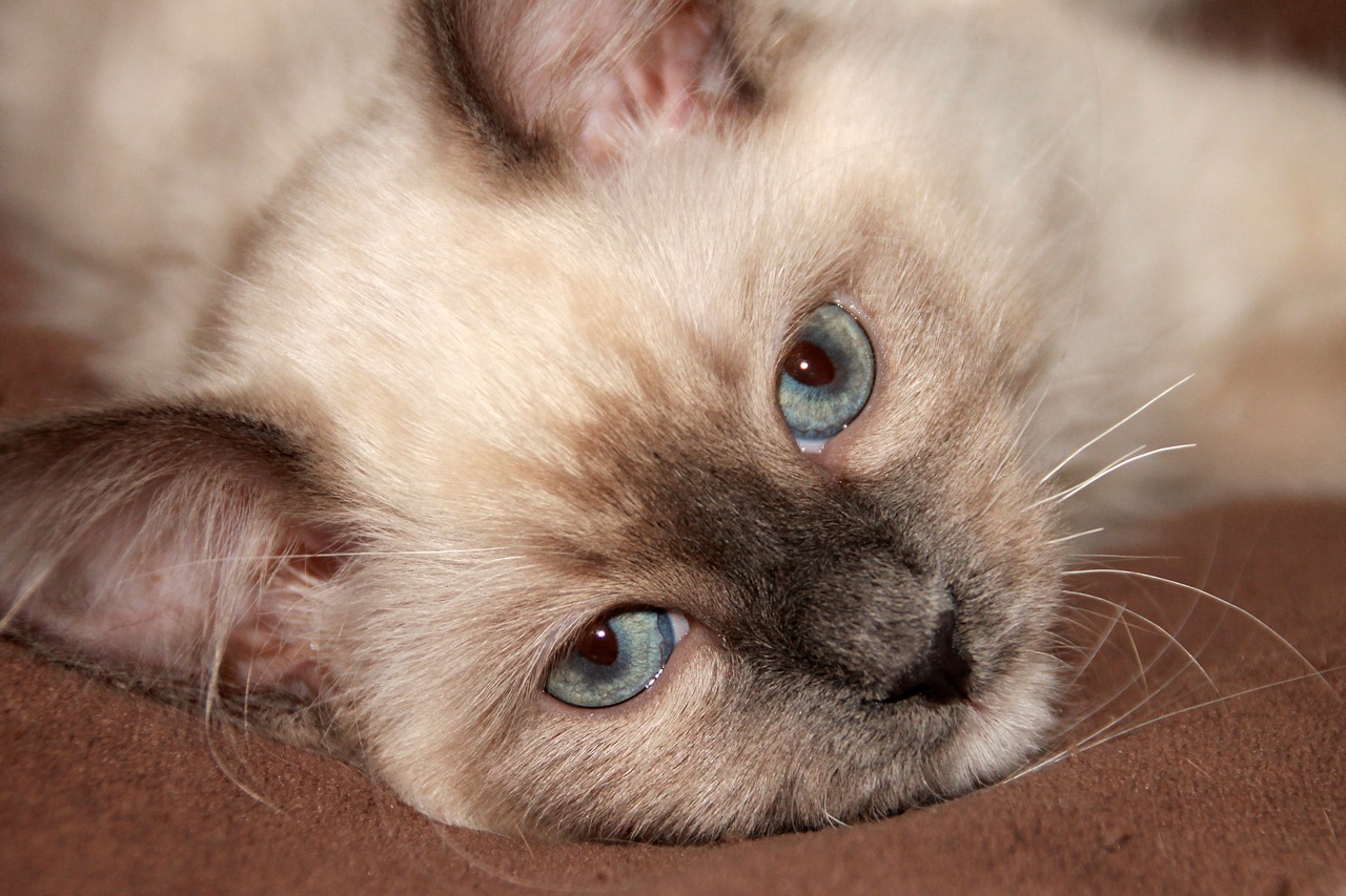 Image - ragdoll blue eye eye cat kitten