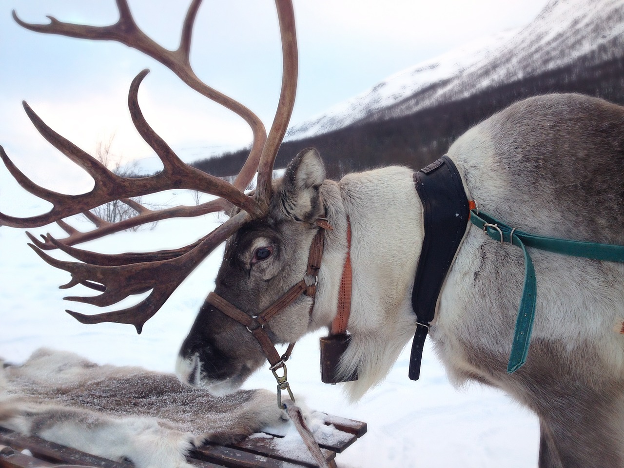 Image - reindeer norway snow sami mammal