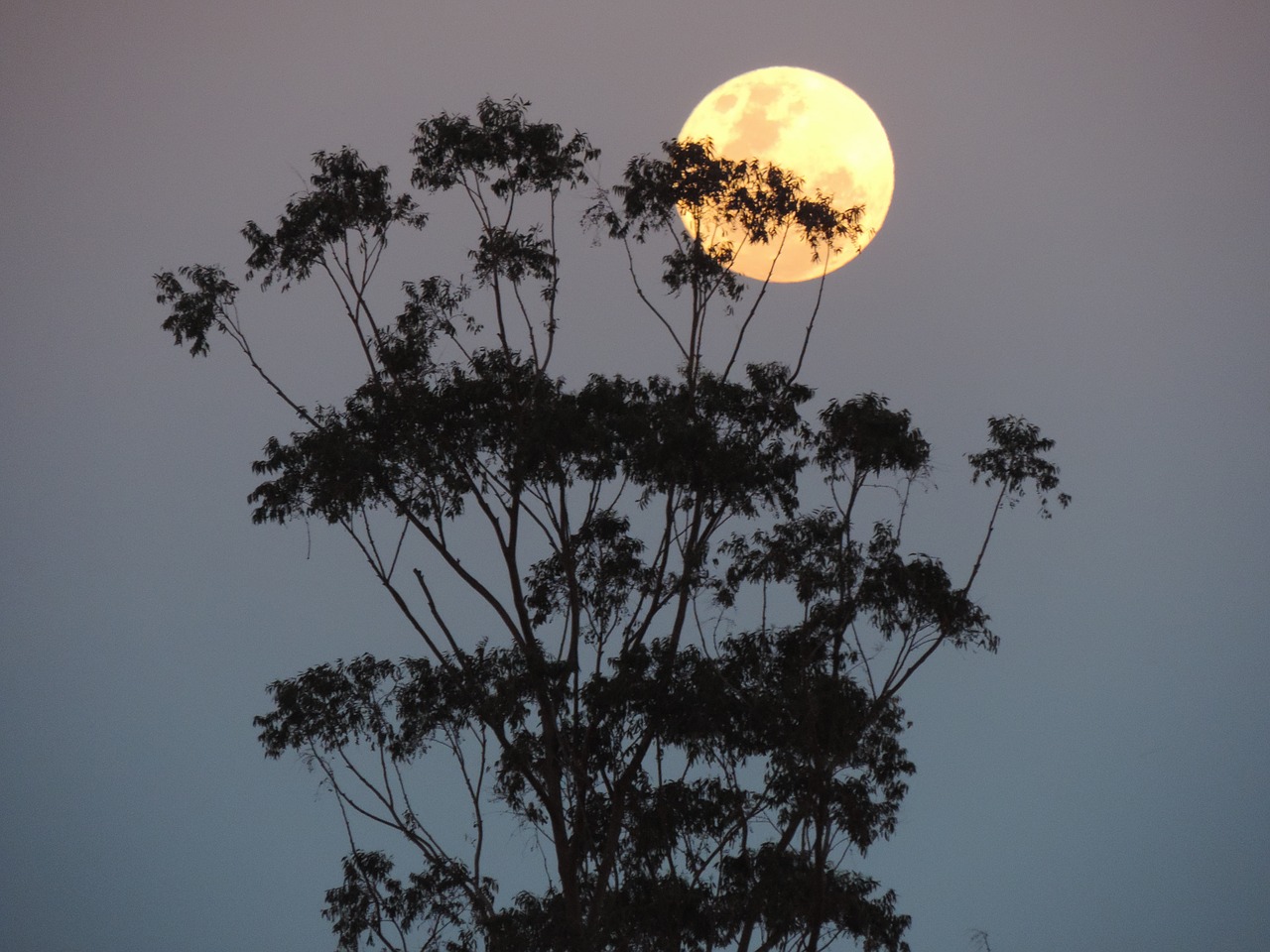 Image - australia supermoon lunar