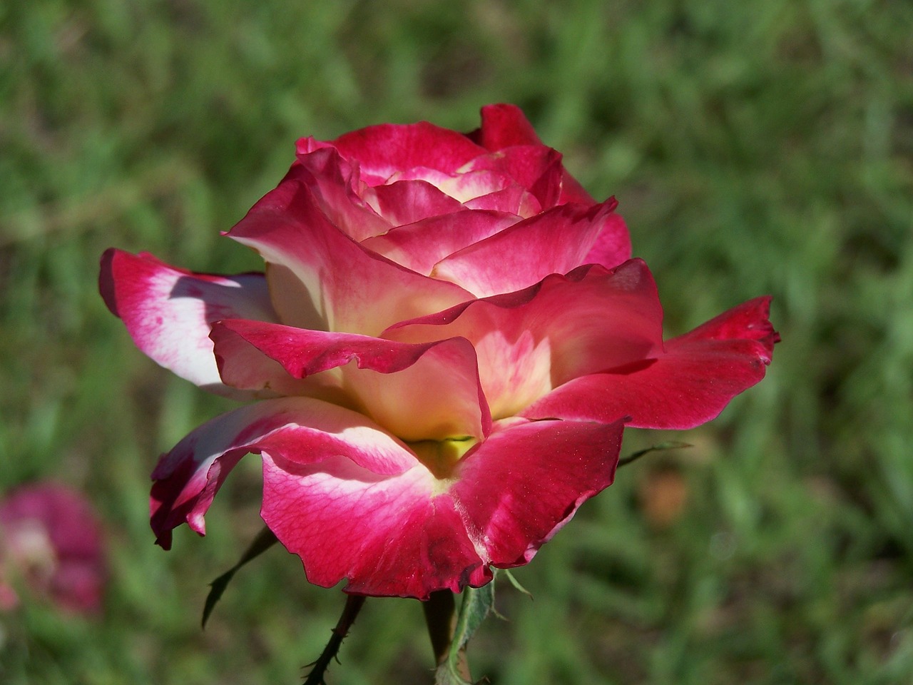 Image - rose petal flower macro nature