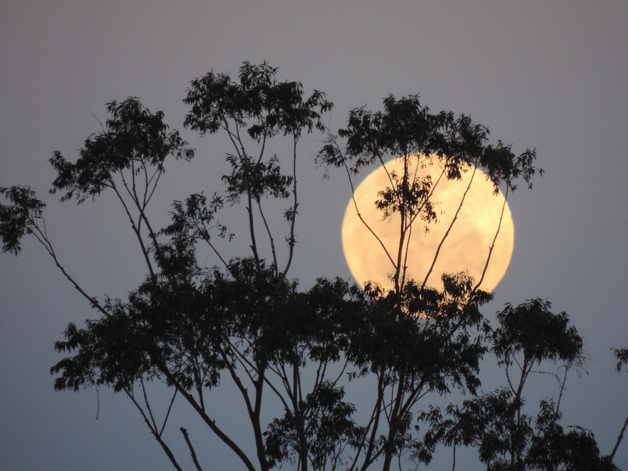 Image - australia supermoon lunar