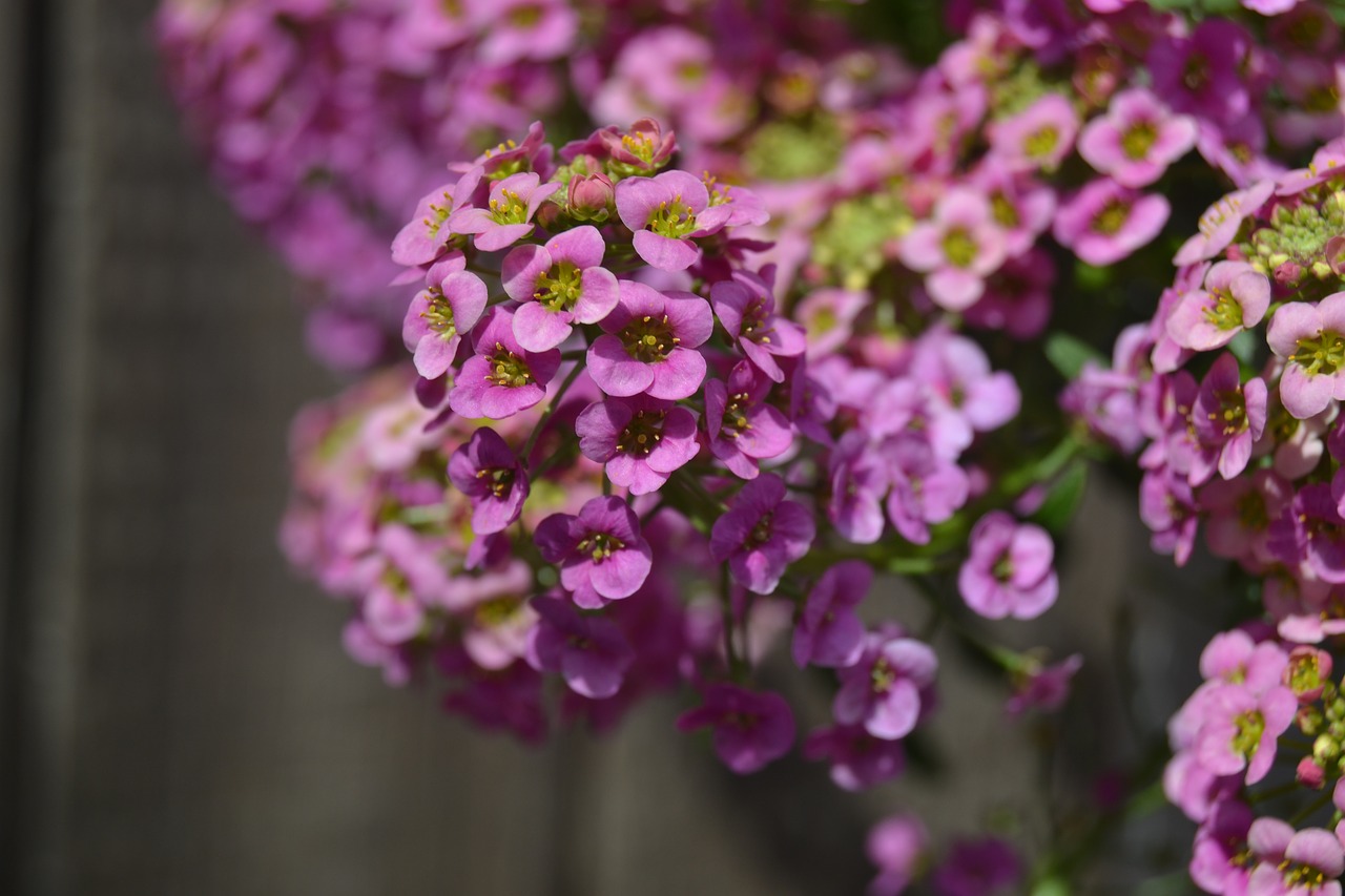 Image - lobularia flowers letnička