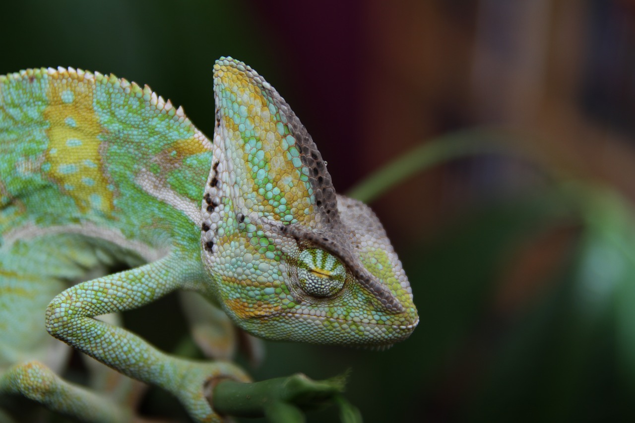 Image - sleeping chameleon yemen chameleon