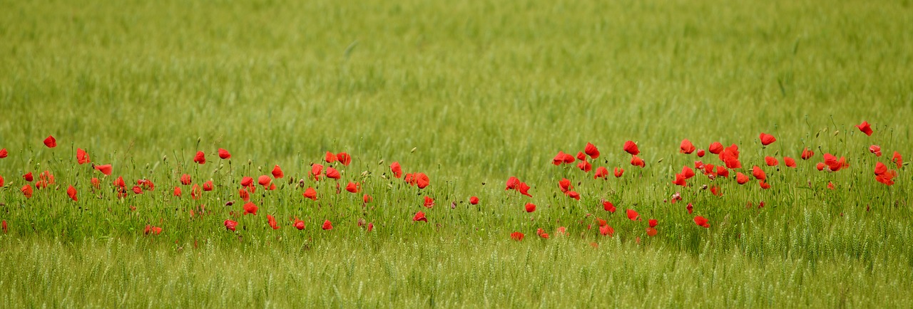 Image - flowers poppies green field bloom