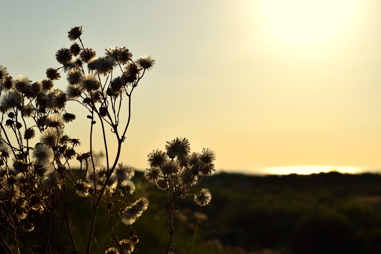 Image - borkum evening dune evening sky