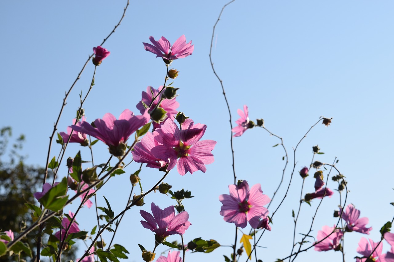 Image - mallow summer sky hollyhock flower