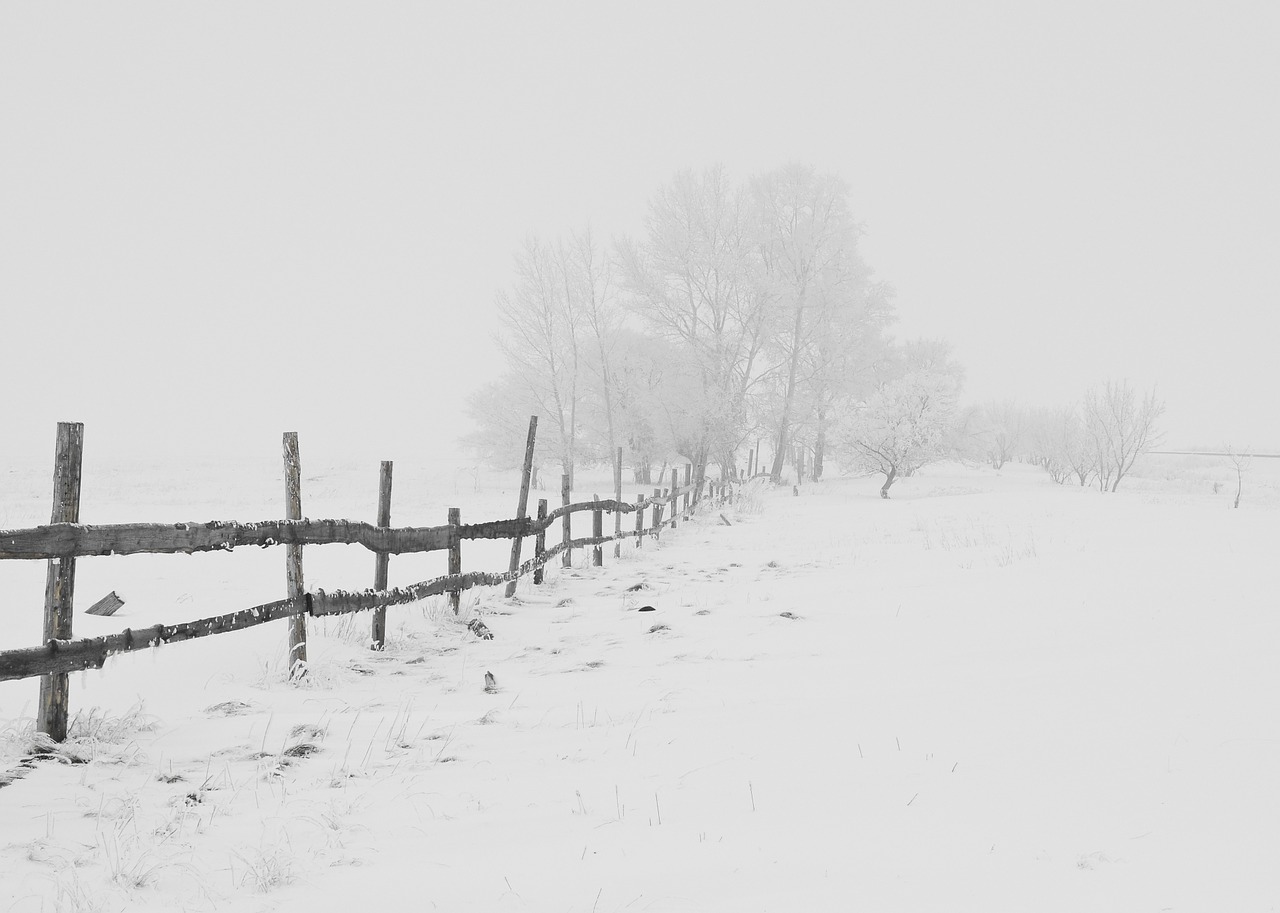 Image - winter nature season trees sky