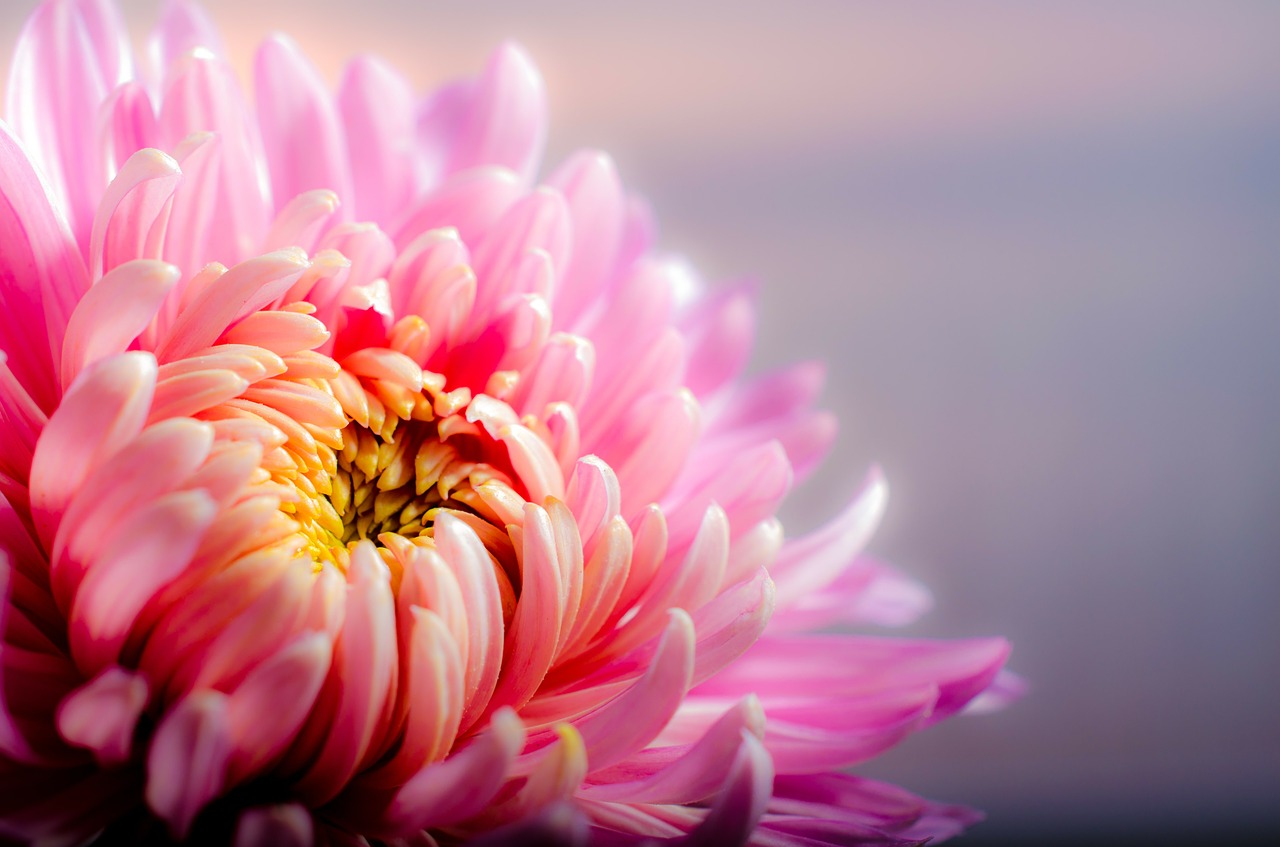 Image - chrysanthemum autumn pink