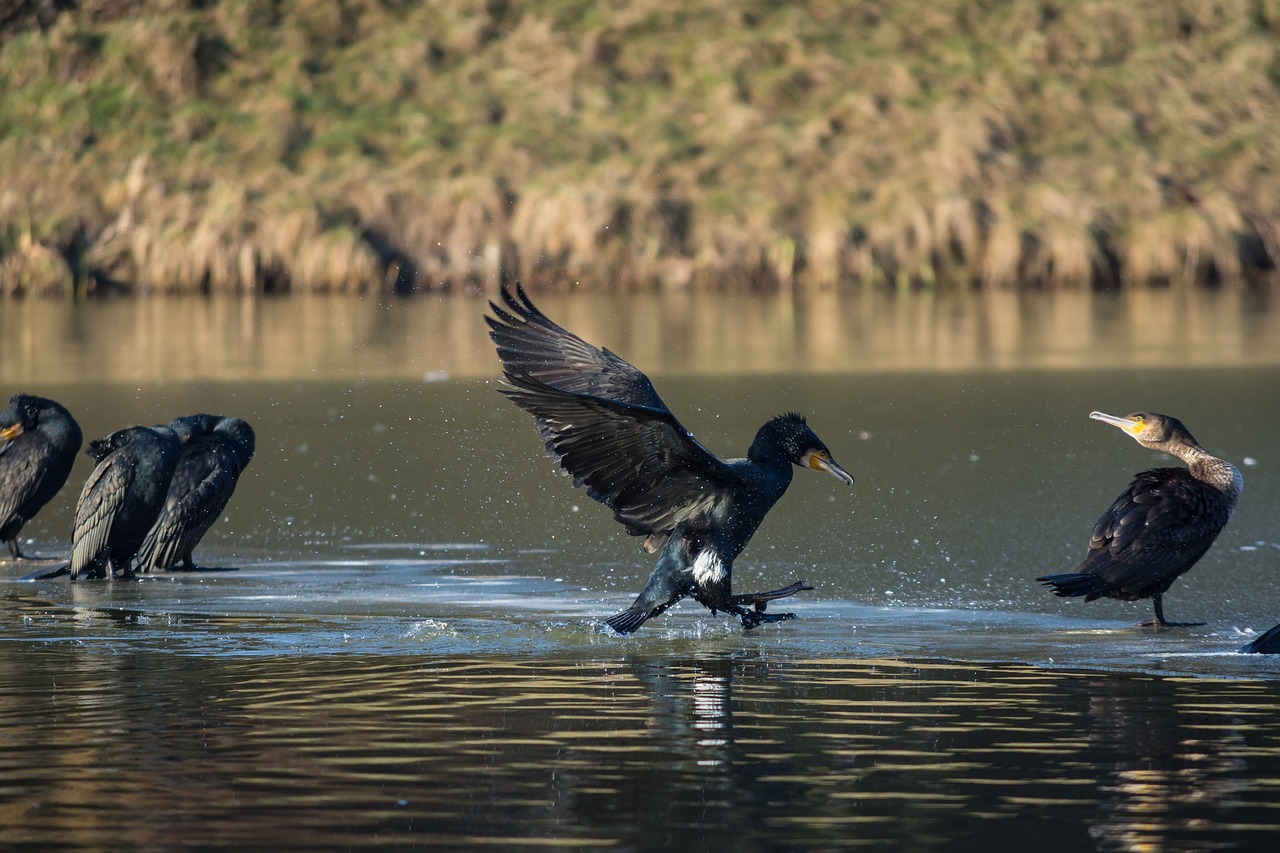 Image - cormorant water bird bird