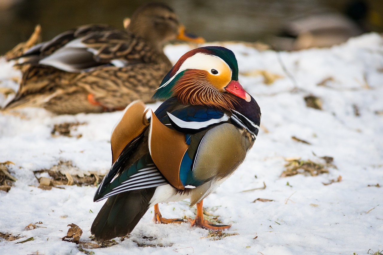 Image - mandarin ducks duck aix galericulata