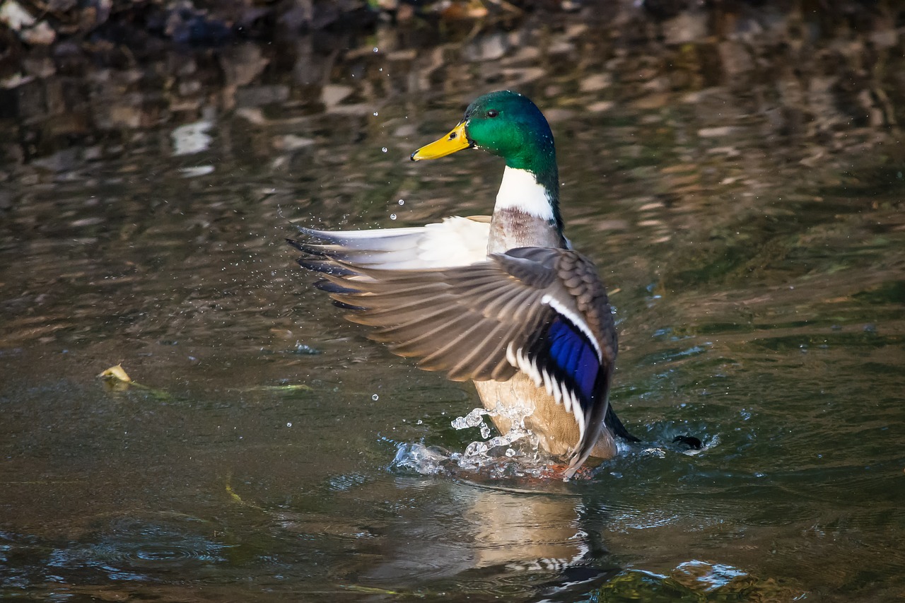 Image - mallard duck anas platyrhynchos