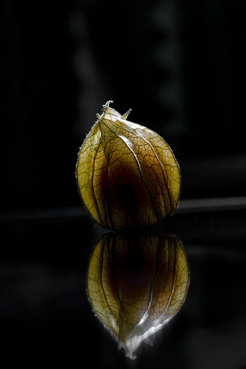 Image - physalis macro close fruit healthy