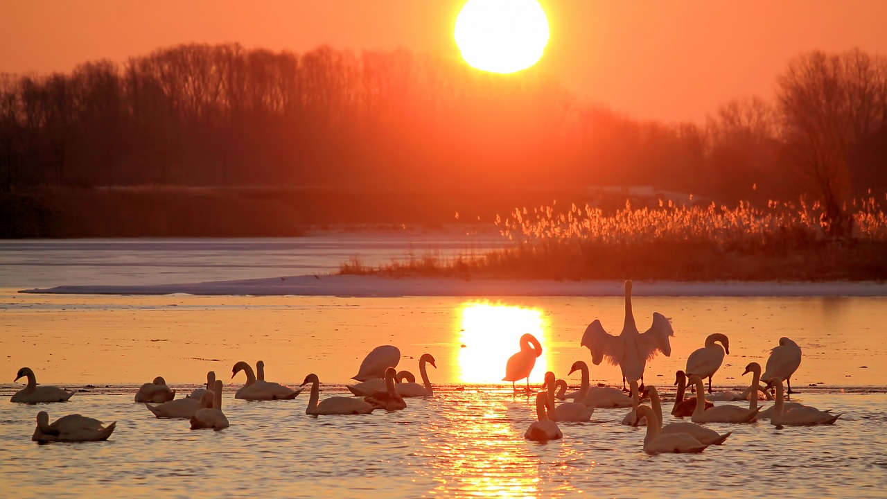 Image - landscape sunrise swans sun