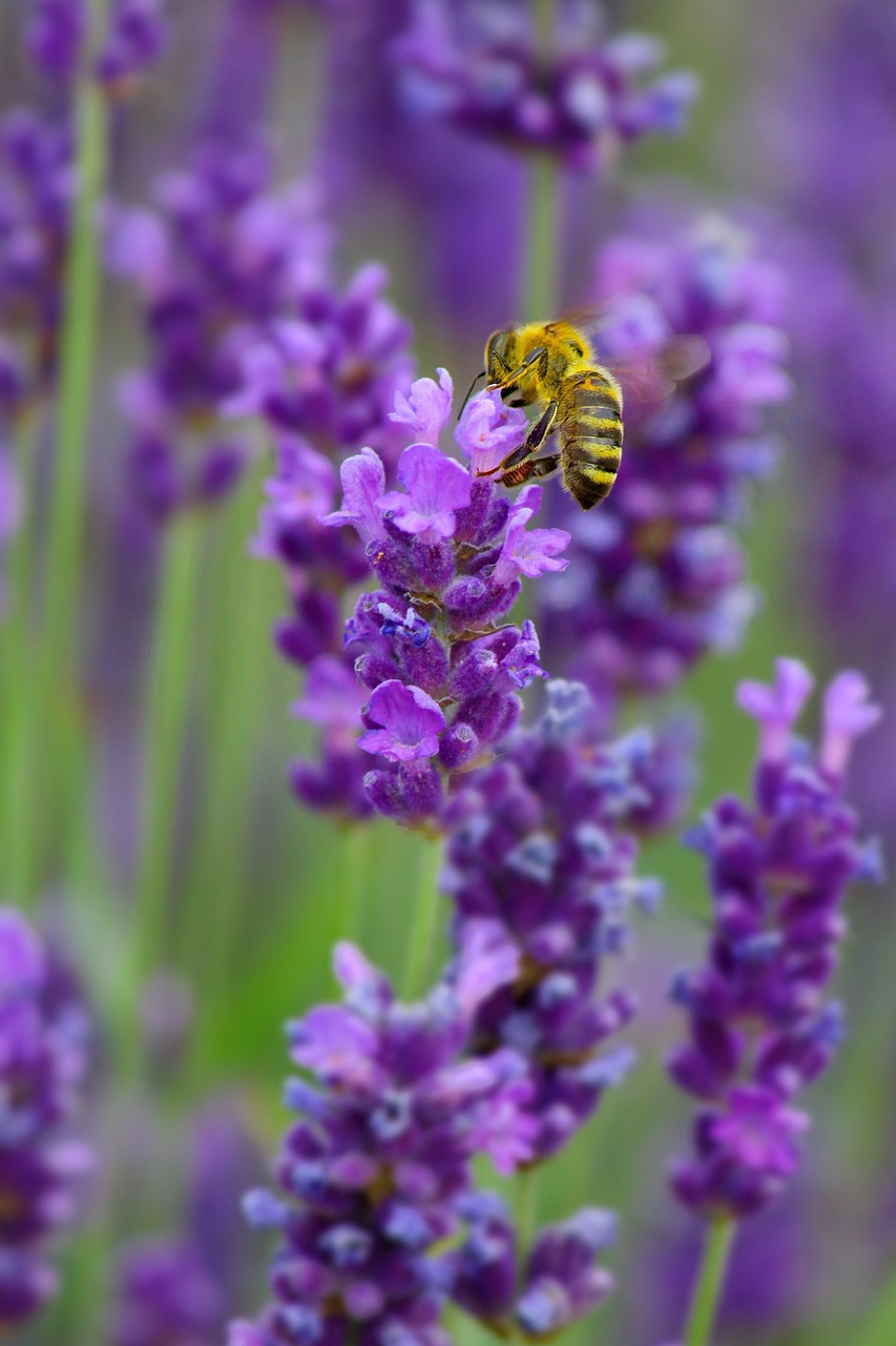 Image - lavender bee nature animal flower