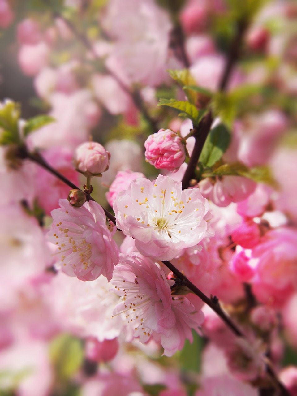 Image - spring tree garden flourishing