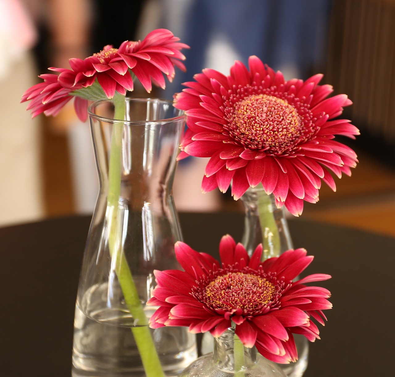 Image - flowers gerbera flower colors vase