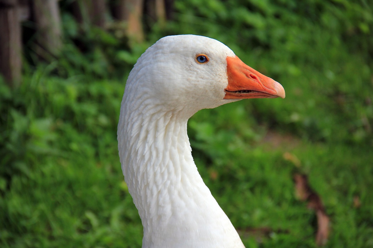 Image - animal bird goose bill poultry